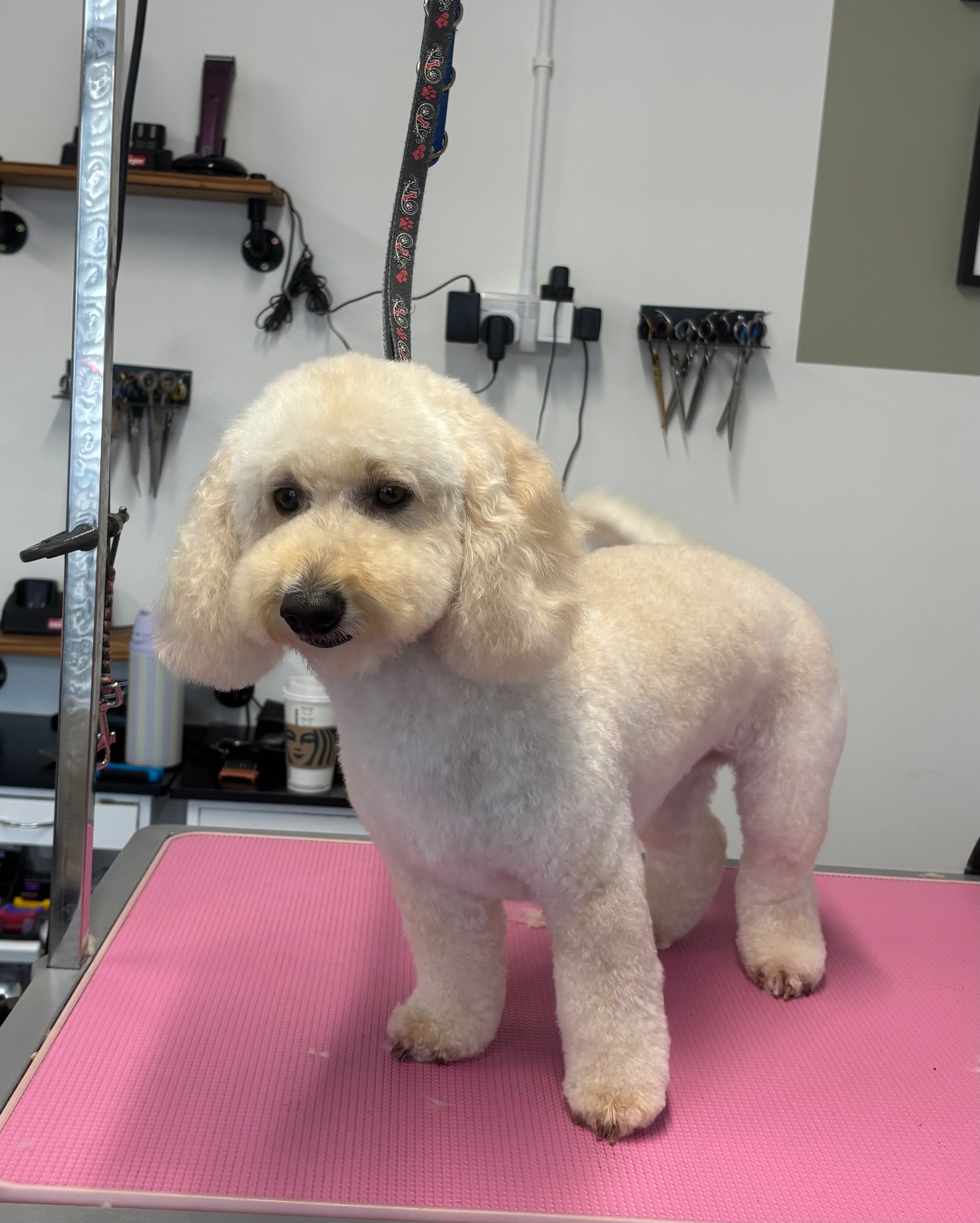 Tilly at Shampooch Grooming