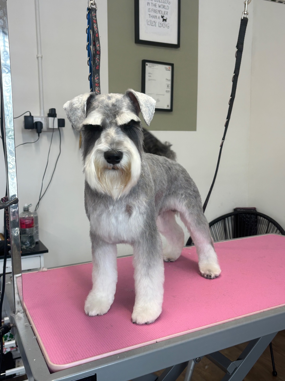 Tilly at Shampooch Grooming