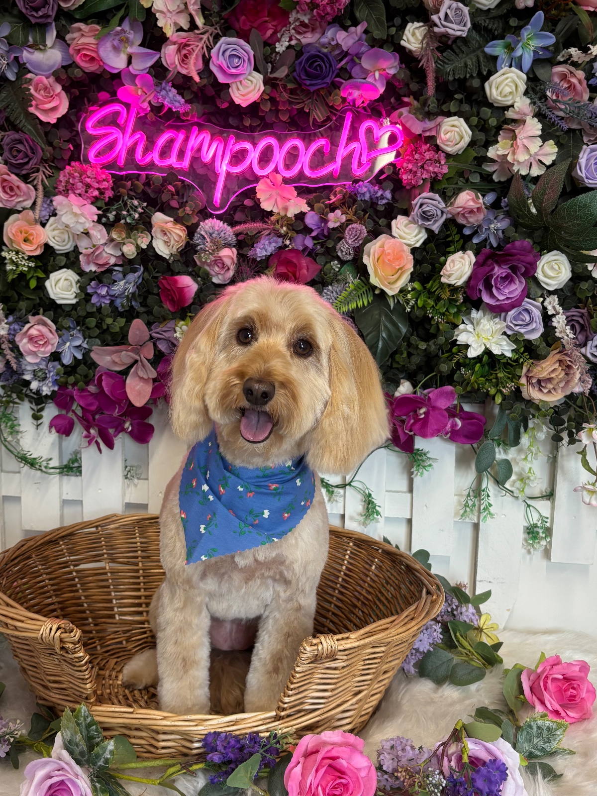 Tilly at Shampooch Grooming