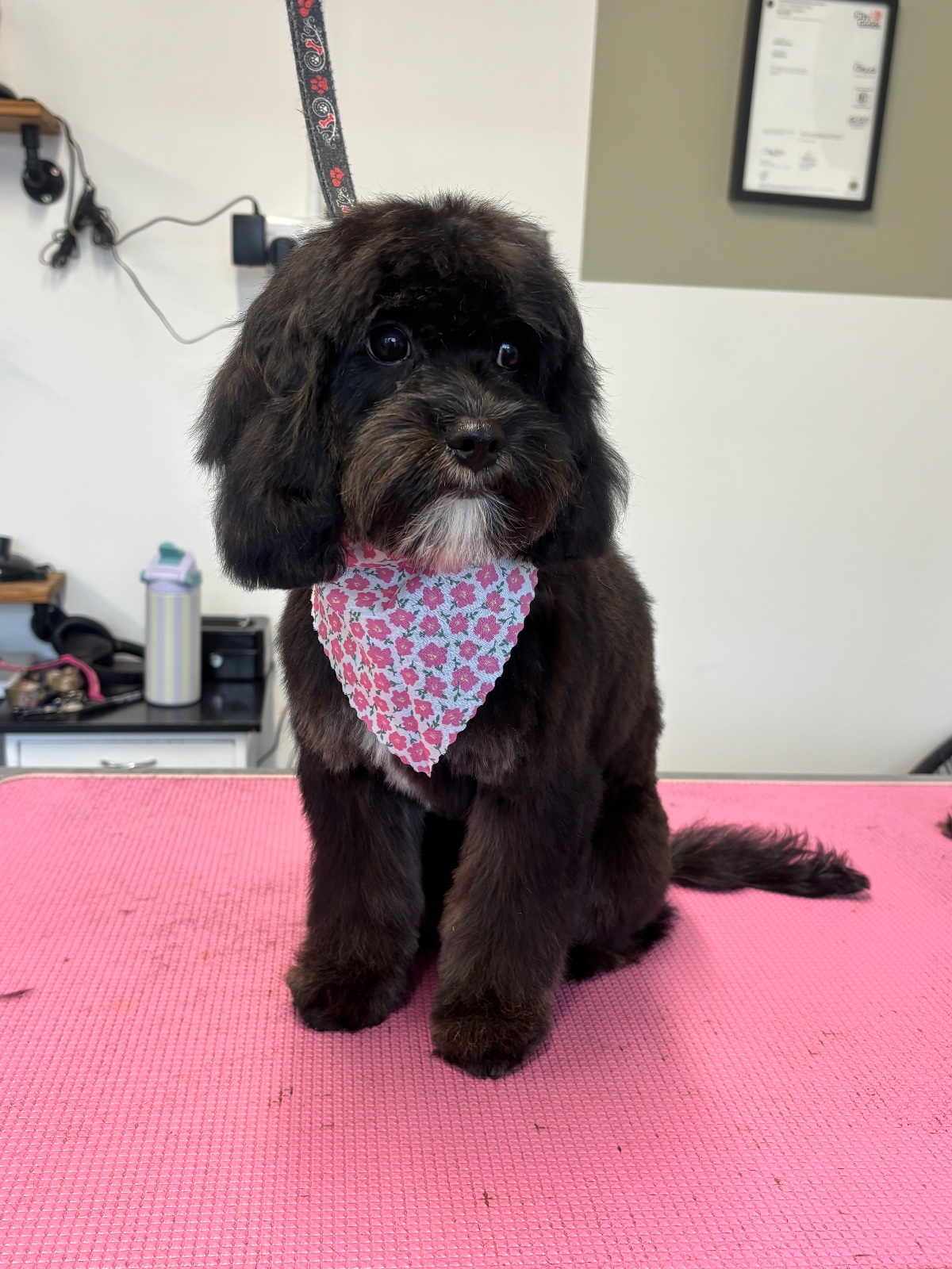 Tilly at Shampooch Grooming