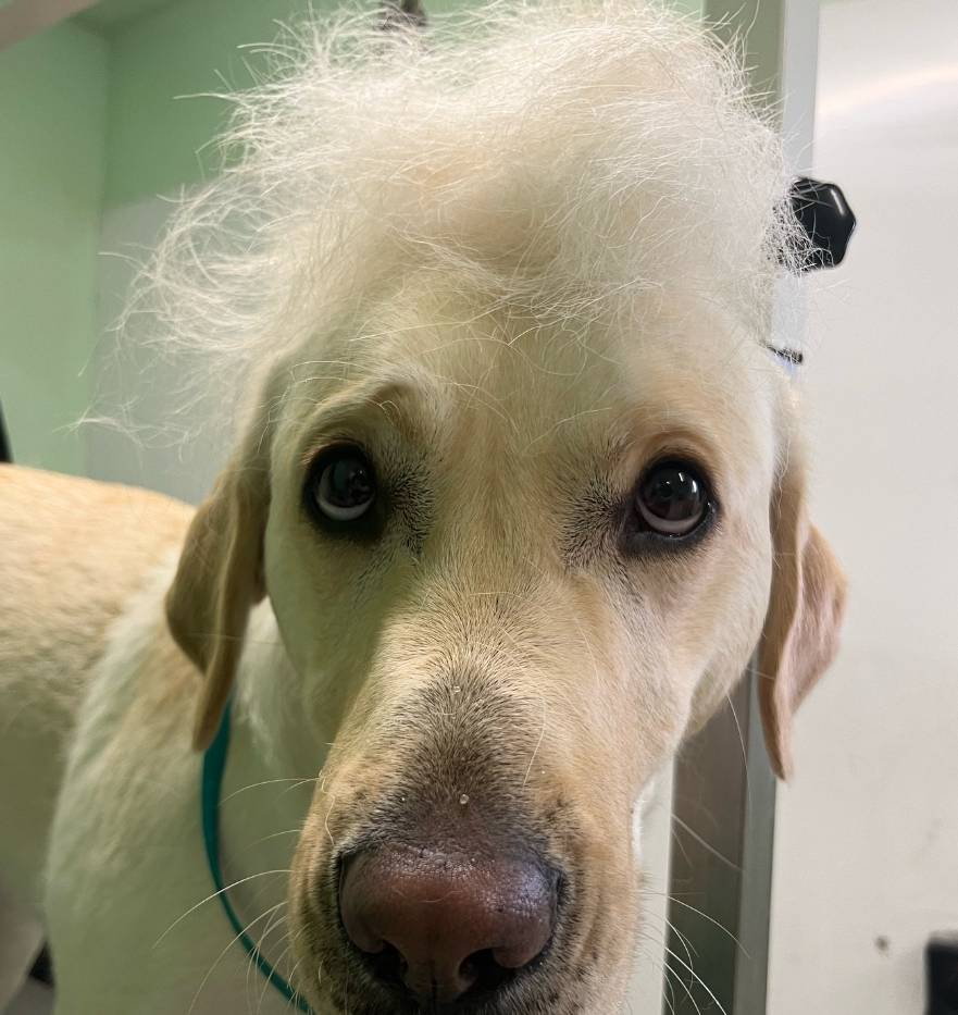 Randal Hounds Dog Grooming