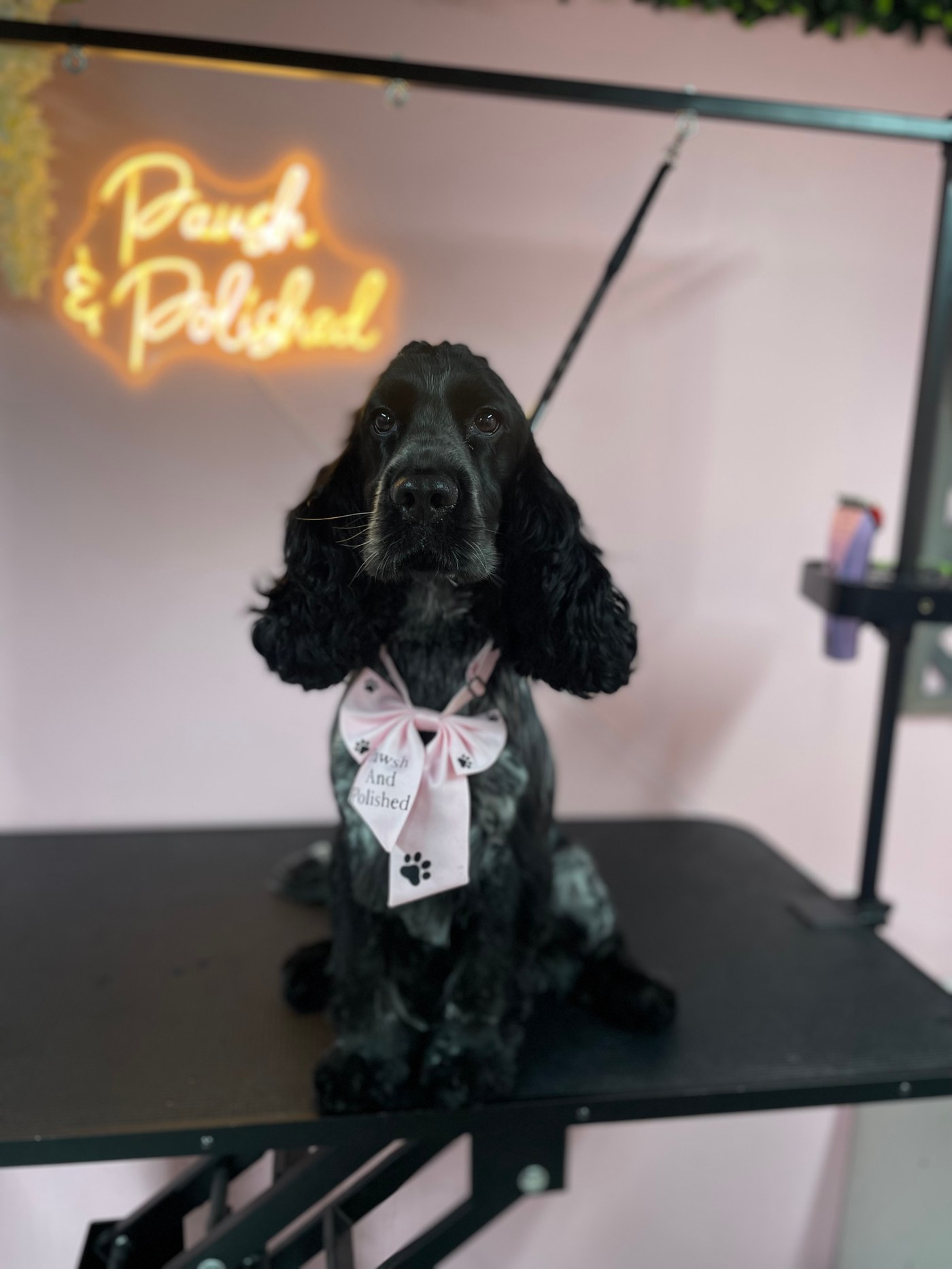Pawsh and Polished